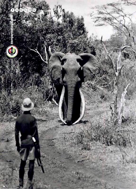 Ahmed the Elephant: The King of Marsabit — Google Arts & Culture