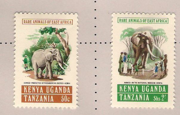 Ahmed the Elephant: The King of Marsabit — Google Arts & Culture