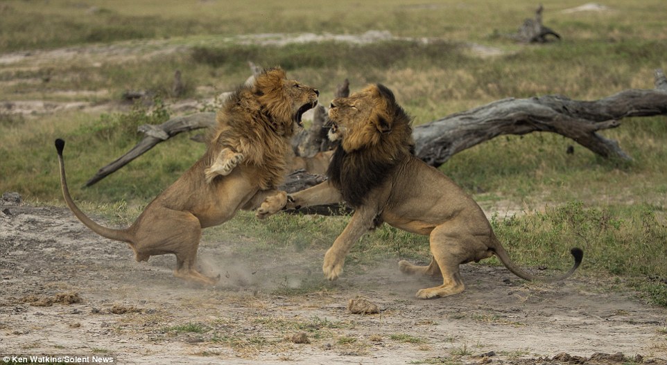 Cecil the Lion: Where Is It Legal to Hunt Big Game?