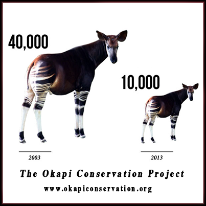 Okapi 2022 Catalog by Okapi - Issuu
