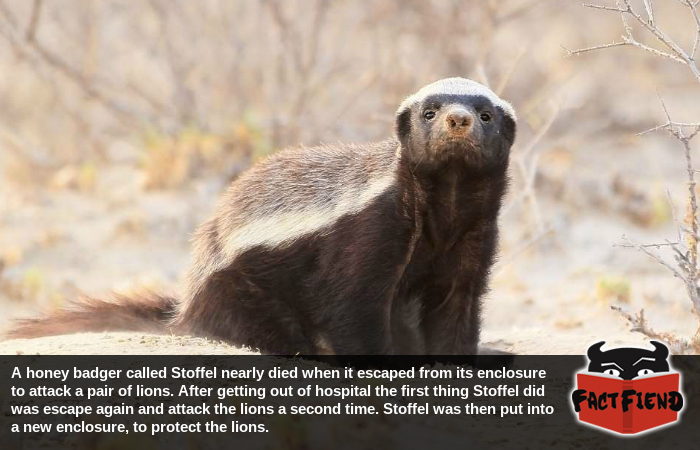 The 'Houdini' honey badger … and other surprisingly clever animals